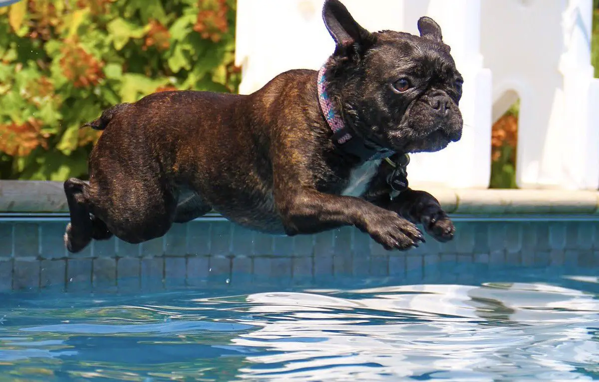 73+ French Bulldog Swim Pic - Bleumoonproductions