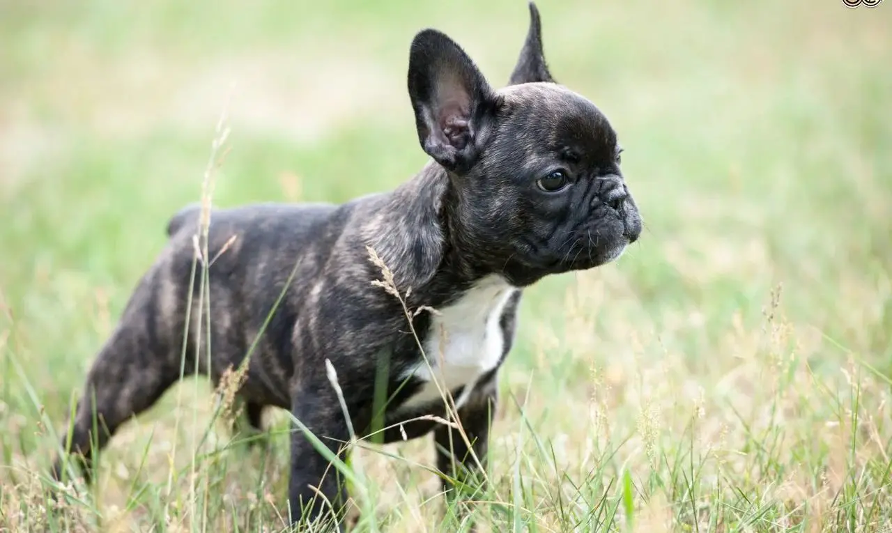French Bulldog Weight: What Is The Ideal French Bulldog Weight ...