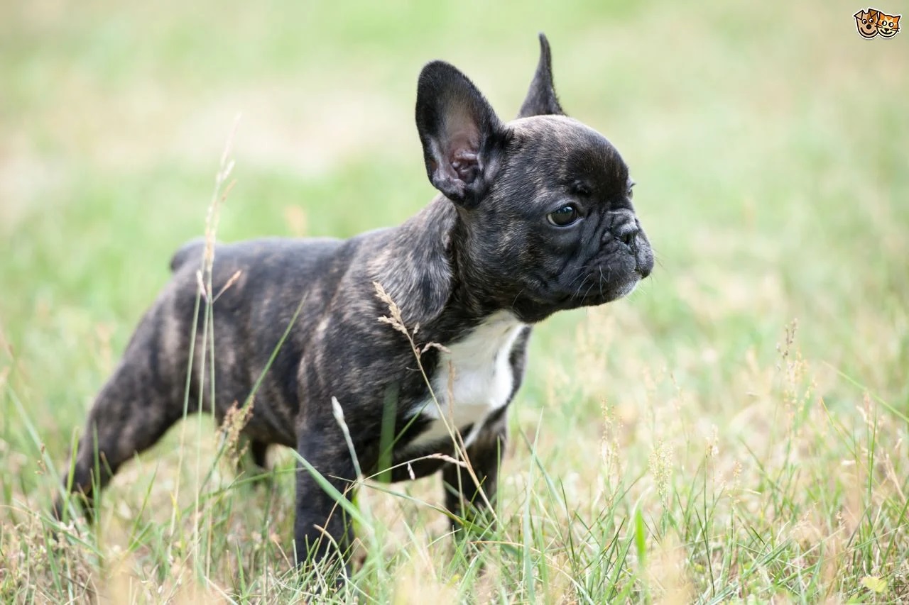 how much should a french bulldog weigh