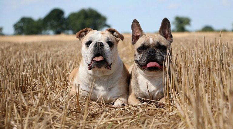 what-is-the-difference-between-a-french-bulldog-and-an-english-bulldog