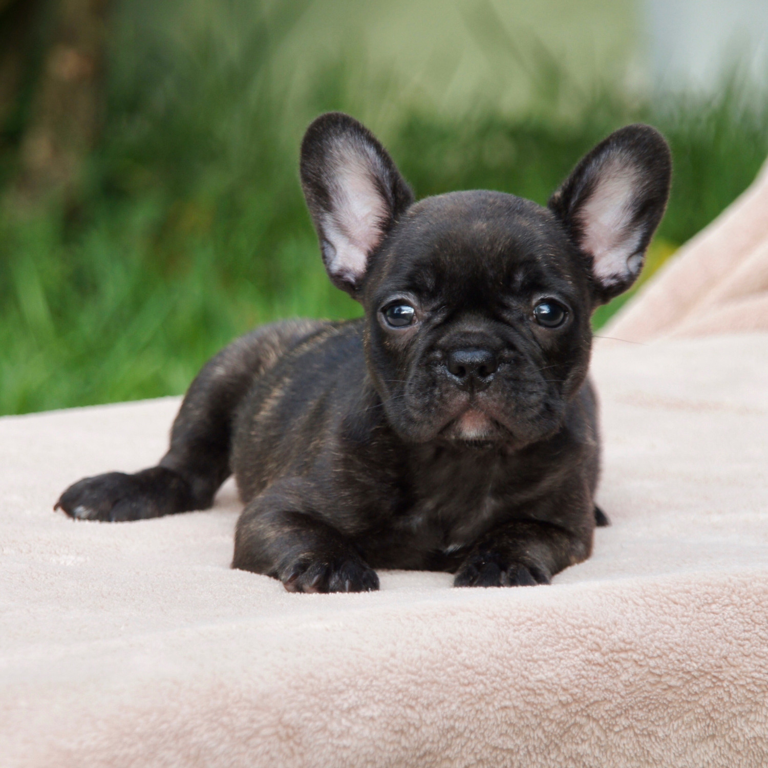 How Many Puppies Do French Bulldogs Have? – Allfrbulldogs.com