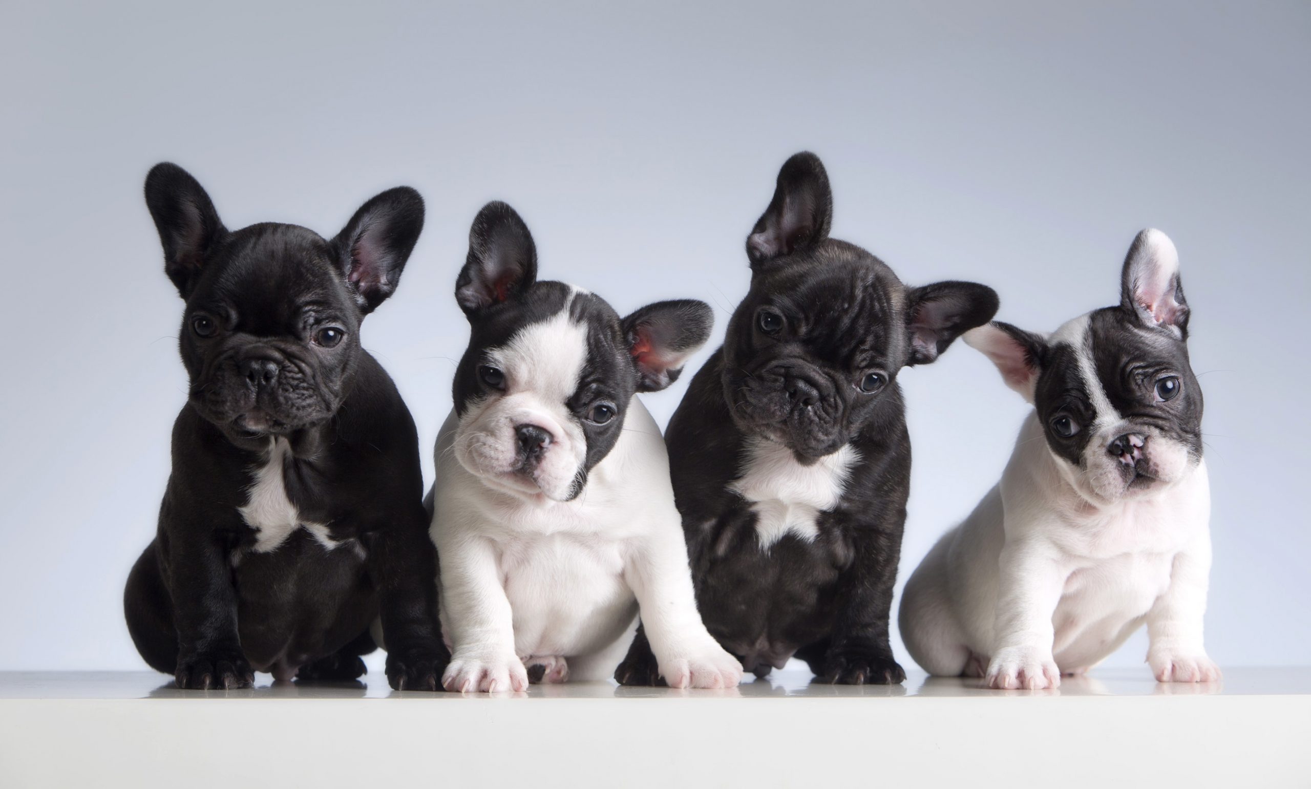 how long do french bulldogs normally live