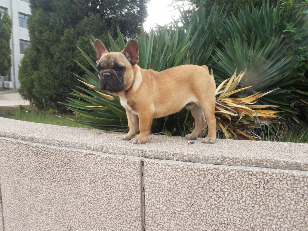 are french bulldogs apartment dogs