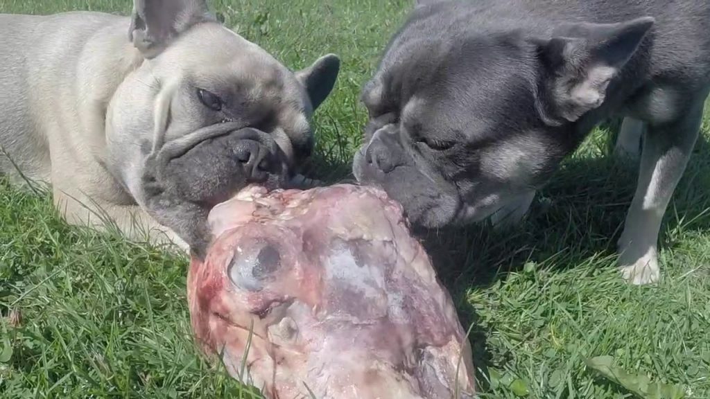 can-french-bulldogs-eat-raw-chicken-allfrbulldogs