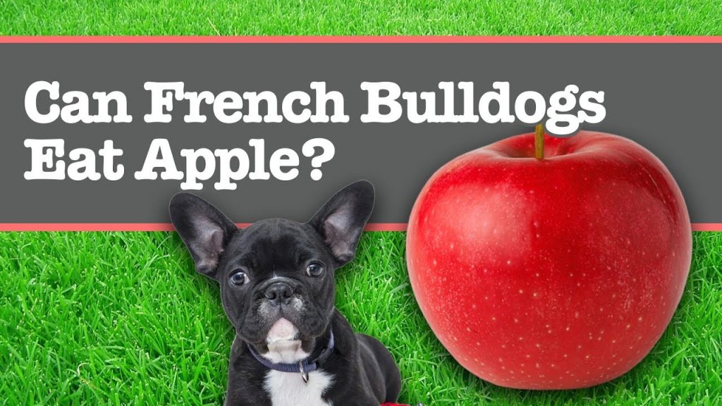 Can French Bulldogs Eat Apples?