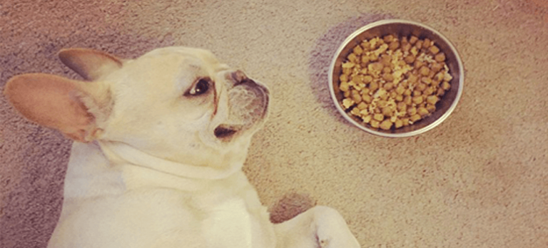 how-much-should-you-feed-your-feed-a-french-bulldog-allfrbulldogs