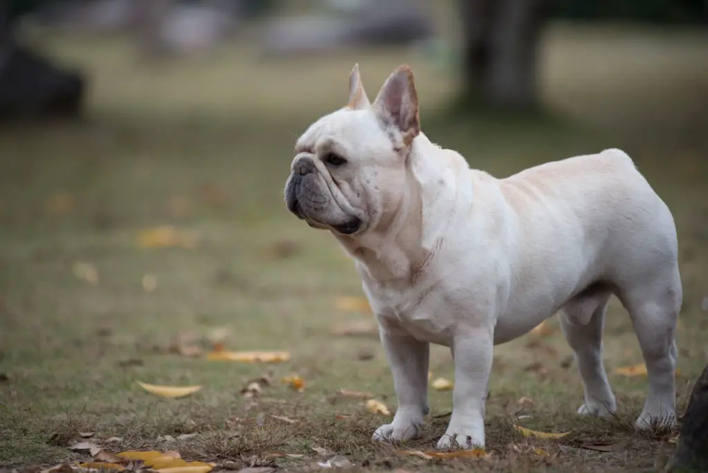 Can French Bulldogs Eat Blueberries? – Allfrbulldogs.com
