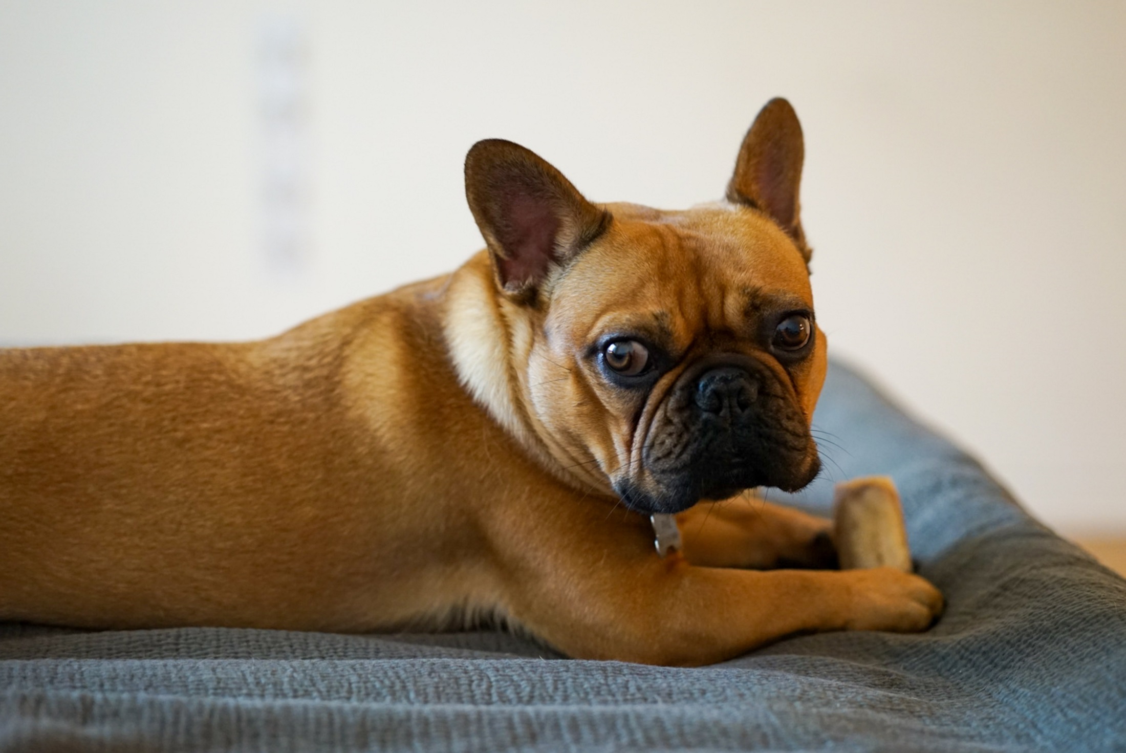 chunky chains for dogs