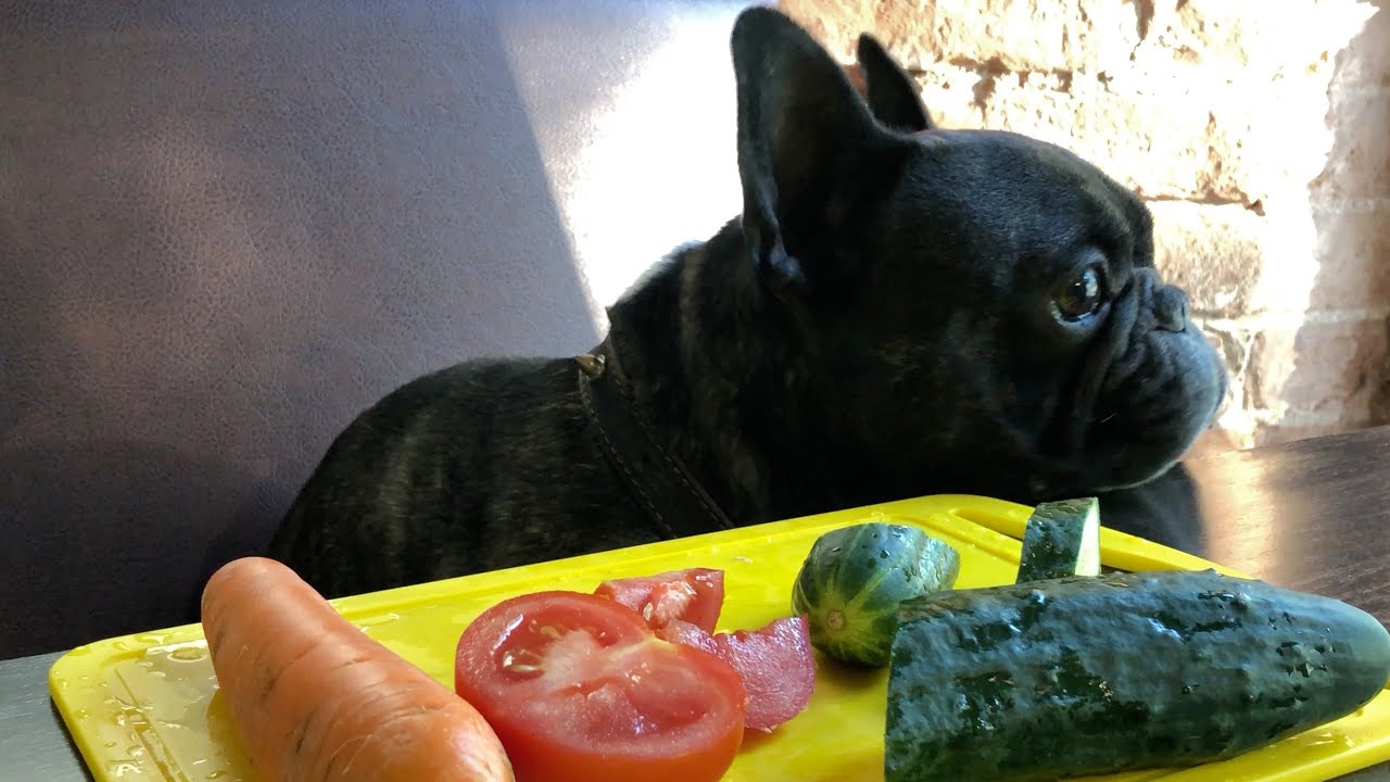 What Vegetables Can French Bulldogs Eat Allfrbulldogs