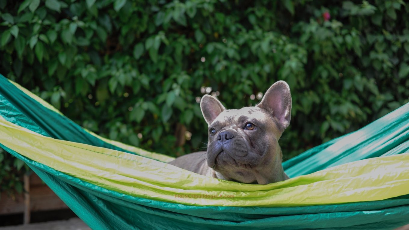 Can French Bulldogs Eat Ground Beef Allfrbulldogs