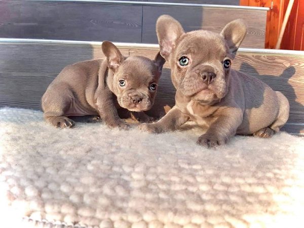 how-do-french-bulldogs-get-blue-eyes-allfrbulldogs