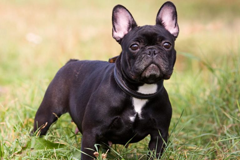 What is a Platinum French Bulldog? – Allfrbulldogs.com