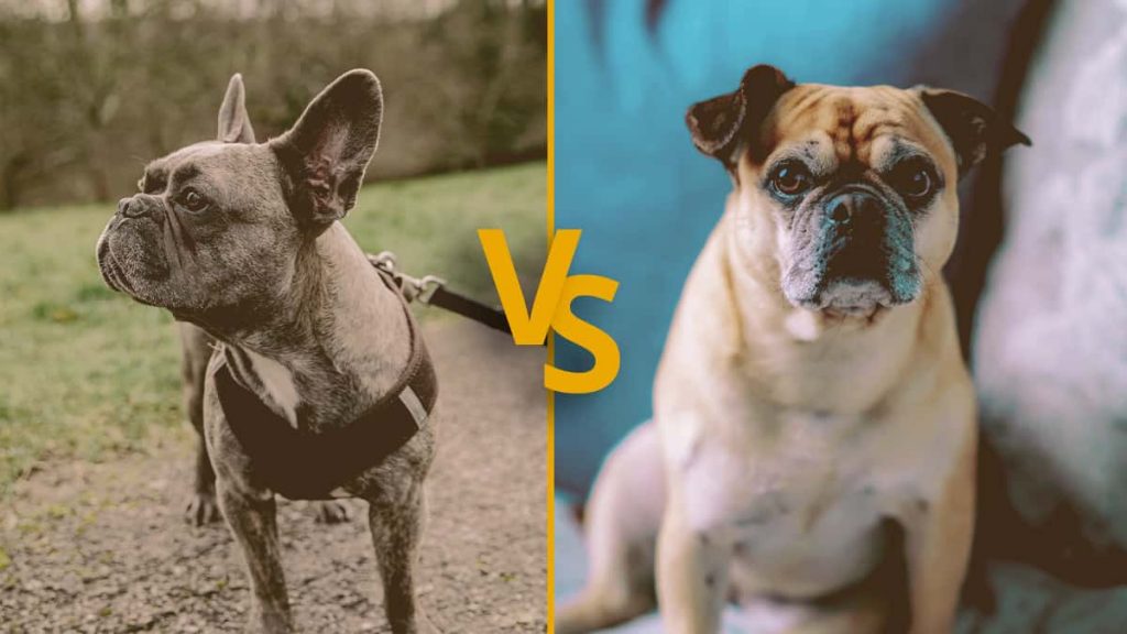 French Bulldogs Bat Ears Vs Rose Ears? – Allfrbulldogs.com