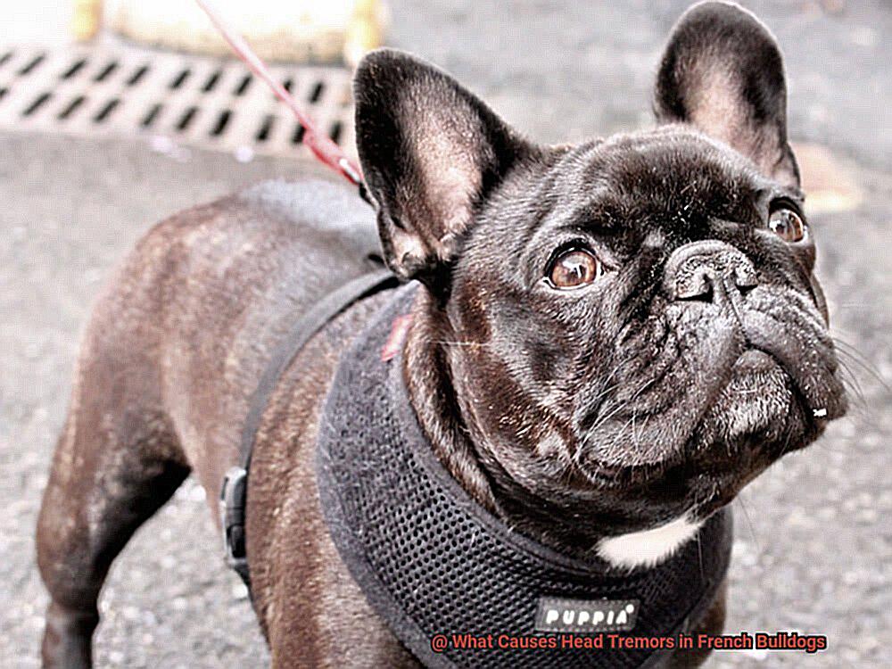 What Causes Head Tremors In French Bulldogs Allfrbulldogs