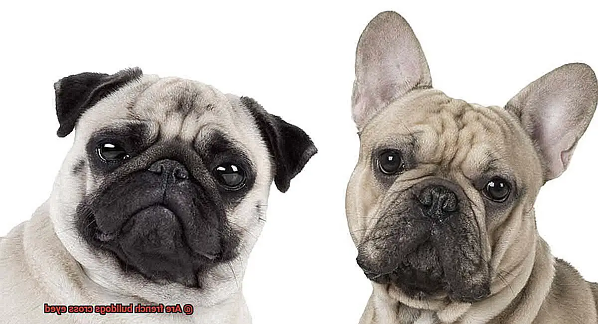 Are french bulldogs cross eyed? – Allfrbulldogs.com