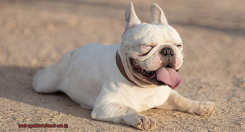 Are french bulldogs deaf? – Allfrbulldogs.com