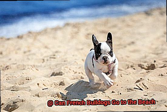 Can French Bulldogs Go to the Beach-5