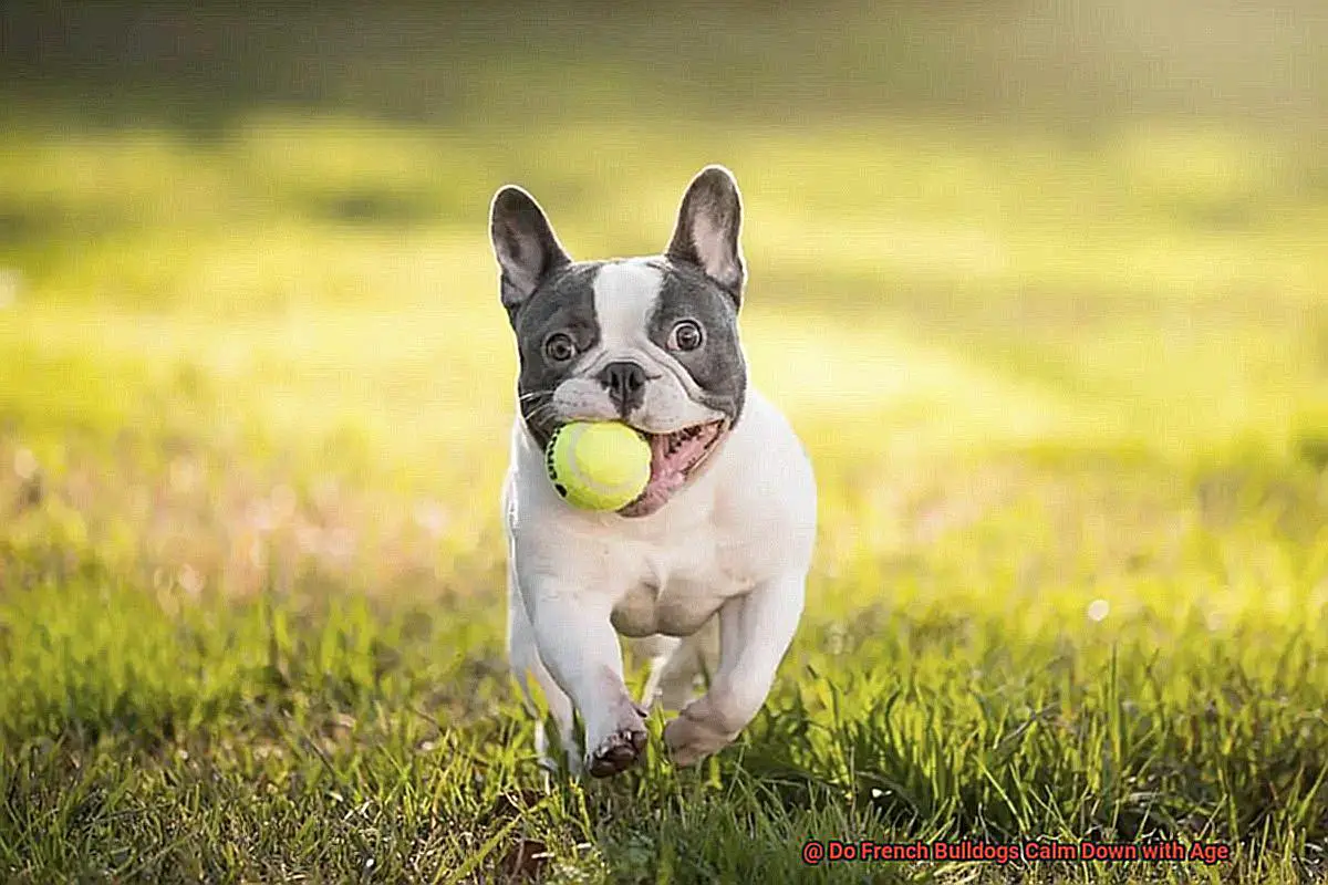Do French Bulldogs Calm Down with Age-7