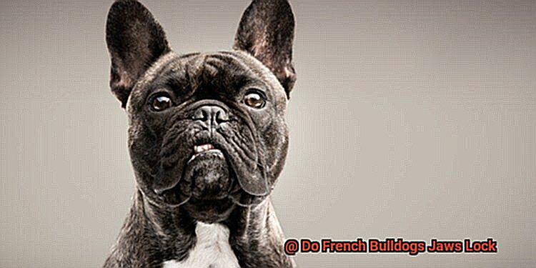 Do French Bulldogs Jaws Lock-2