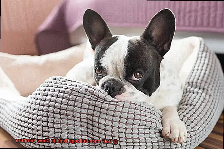 Do French Bulldogs Tend to Chew Furniture-5