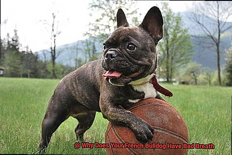 Why Does Your French Bulldog Have Bad Breath-8