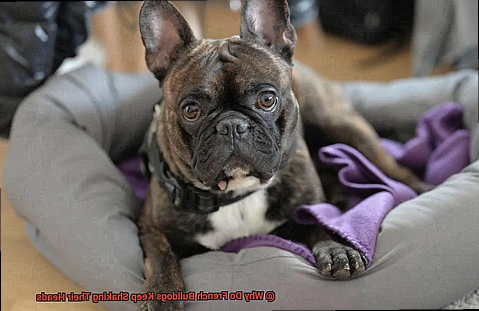 Why Does Your French Bulldog Keep Scratching Their Ears-4