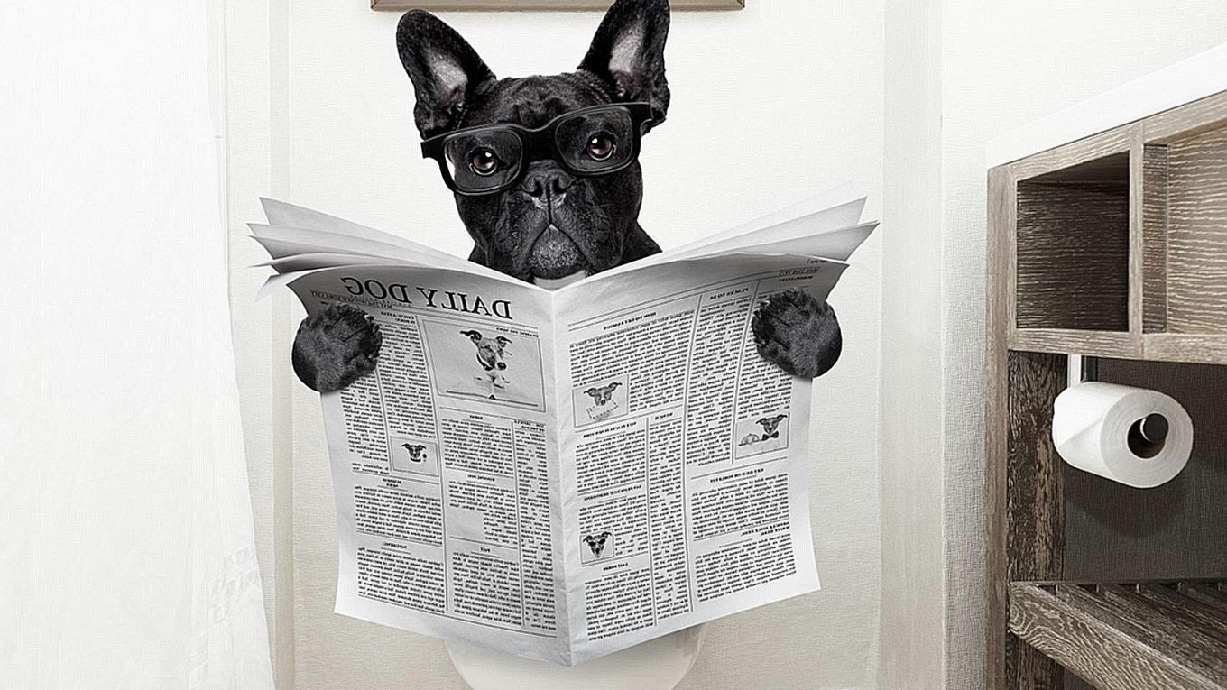 Do French Bulldogs have problems pooping? – Allfrbulldogs.com