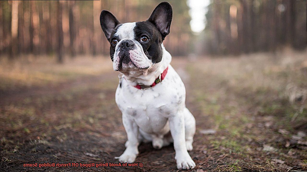 How to Avoid Being Ripped Off French Bulldog Scams-4