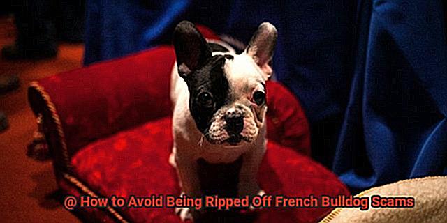 How to Avoid Being Ripped Off French Bulldog Scams-2