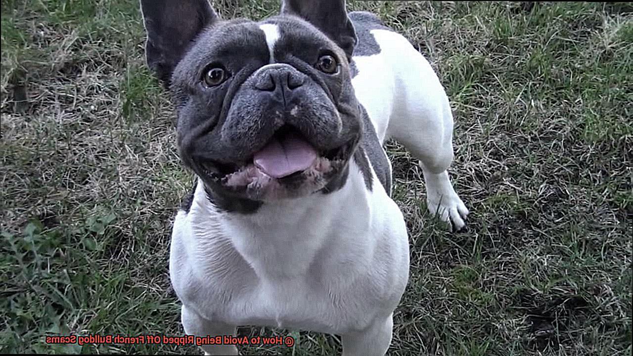 How to Avoid Being Ripped Off French Bulldog Scams-3