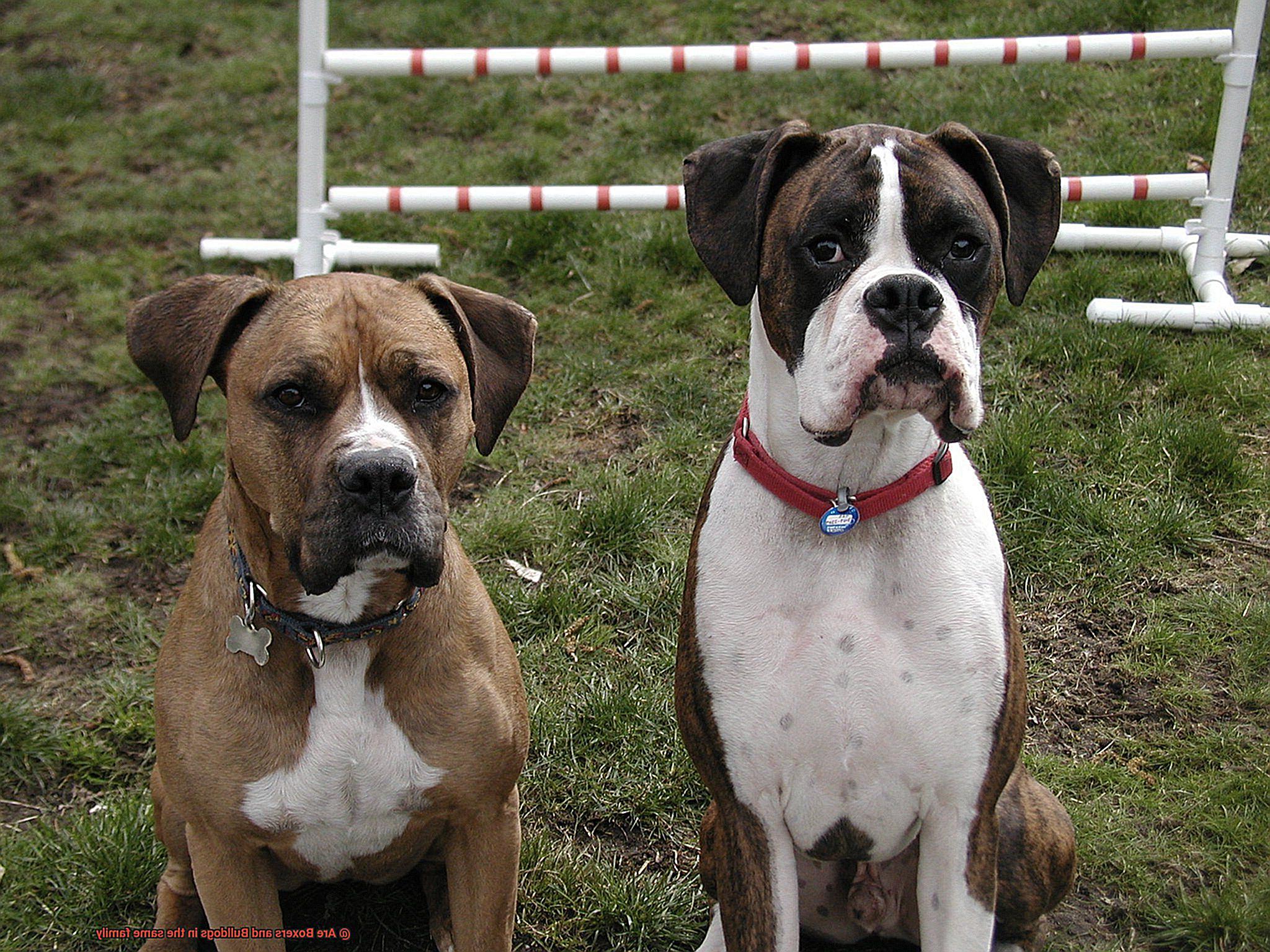 Are Boxers and Bulldogs in the same family-5