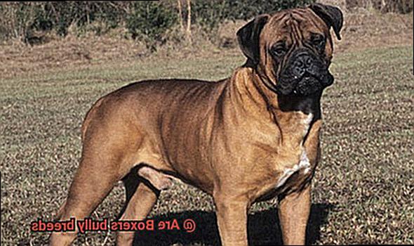 Are Boxers bully breeds-8