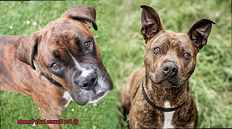 Are Boxers bully breeds-4