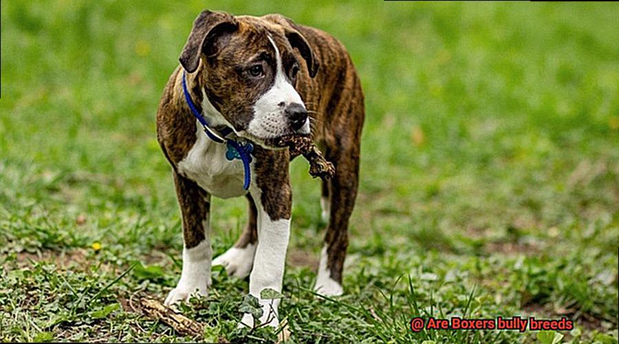 Are Boxers bully breeds-5