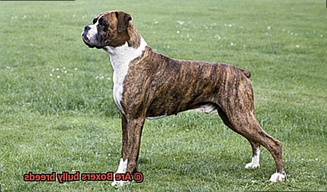 Are Boxers bully breeds-3