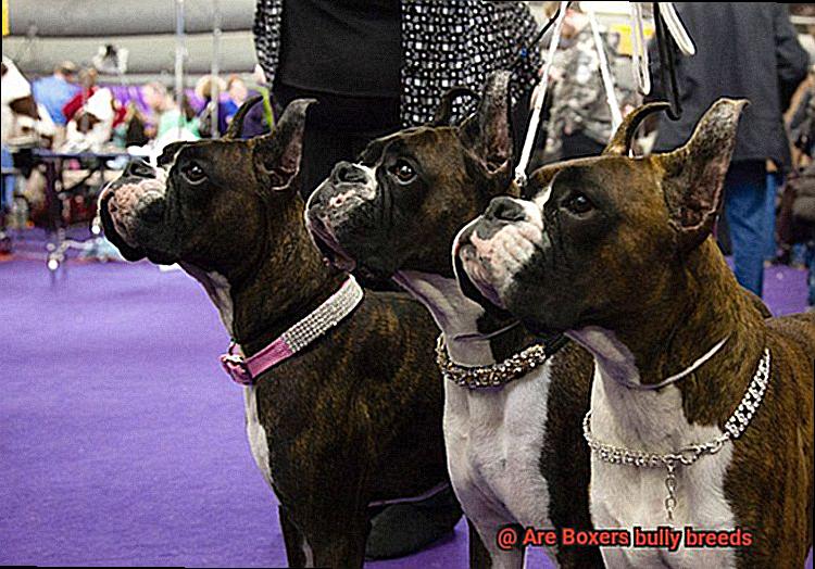 Are Boxers bully breeds-7