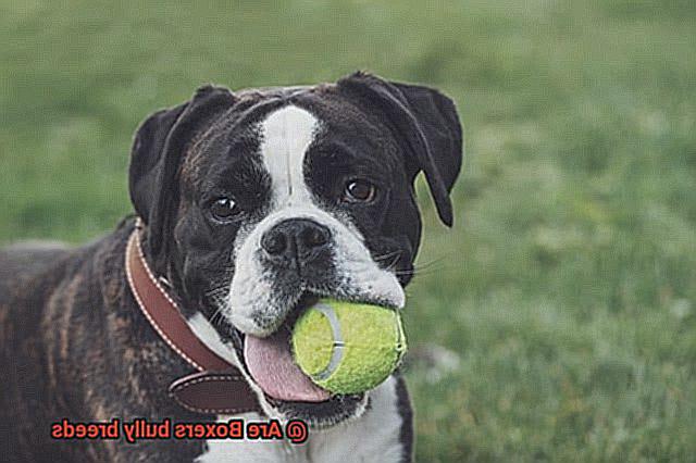 Are Boxers bully breeds-2