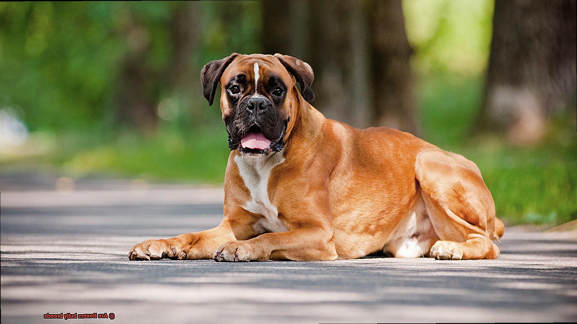 Are Boxers bully breeds-6