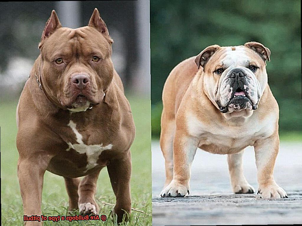 Are Bulldogs a type of pitbull-5