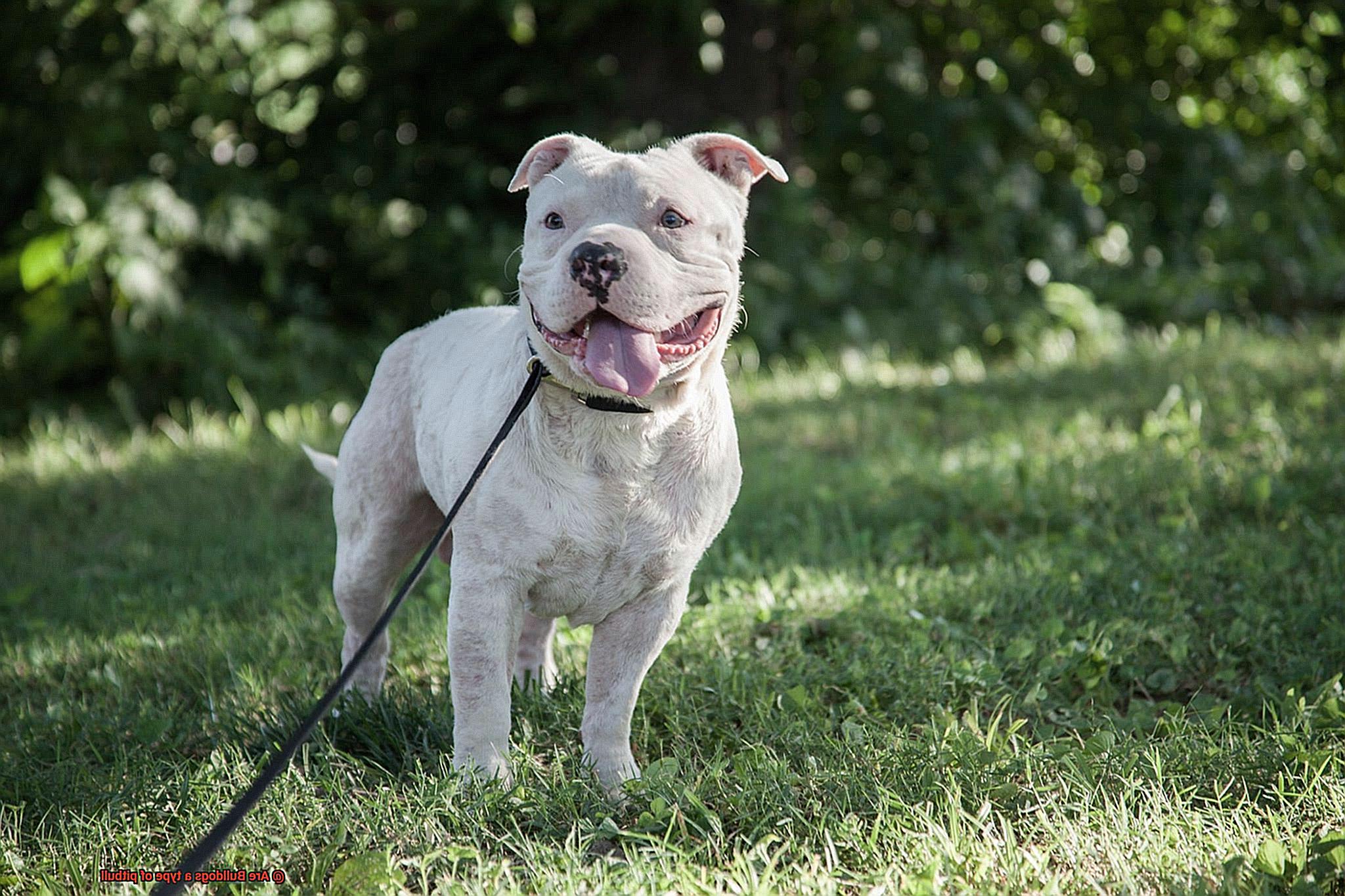 Are Bulldogs a type of pitbull-6