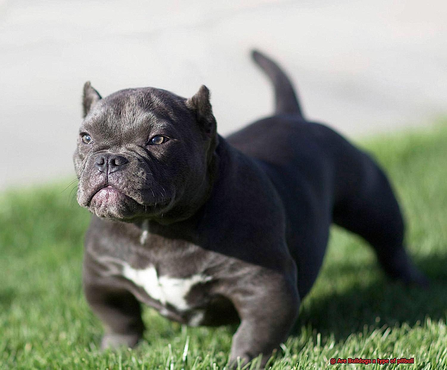 Are Bulldogs a type of pitbull-7