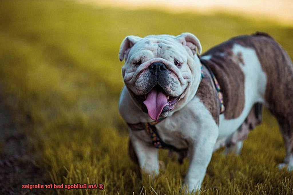 Are Bulldogs bad for allergies-7