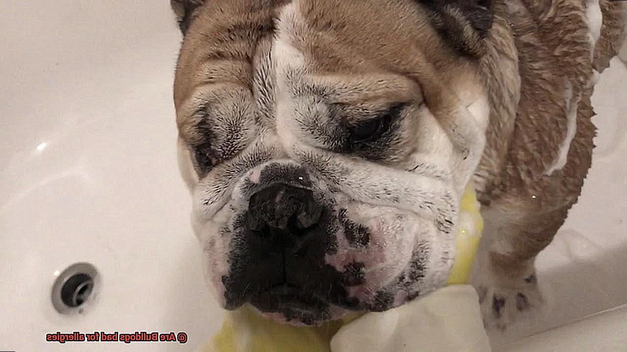 Are Bulldogs bad for allergies-12