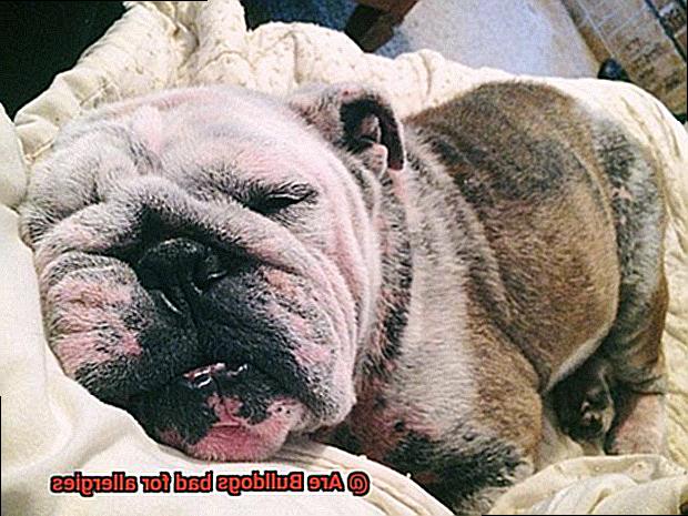 Are Bulldogs bad for allergies-2