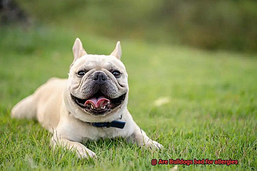 Are Bulldogs bad for allergies-10