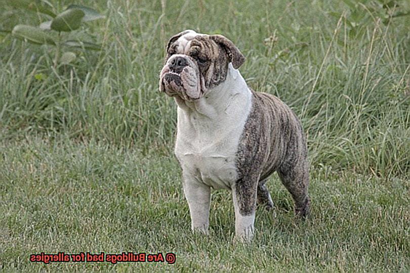 Are Bulldogs bad for allergies-8