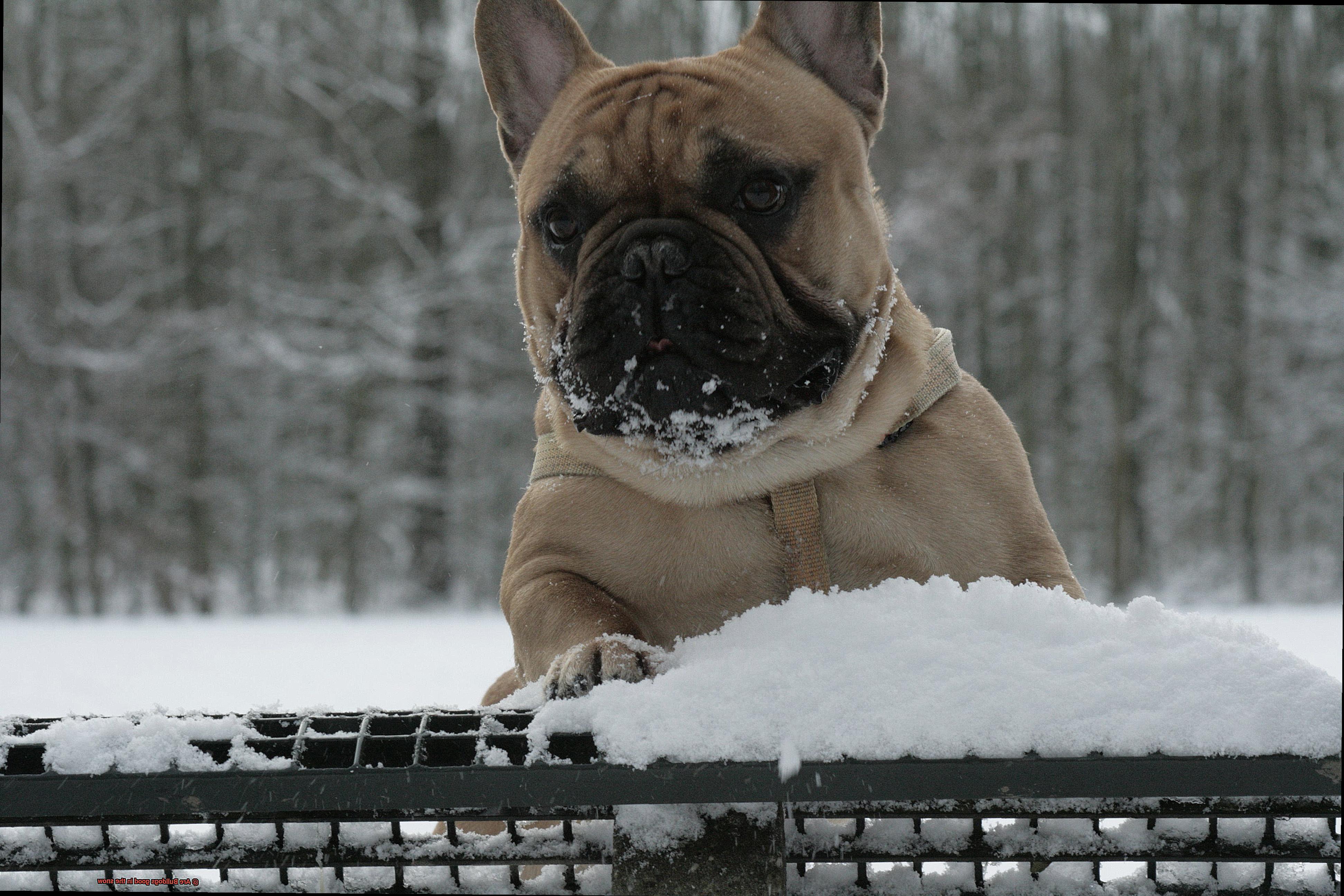 Are Bulldogs good in the snow-4