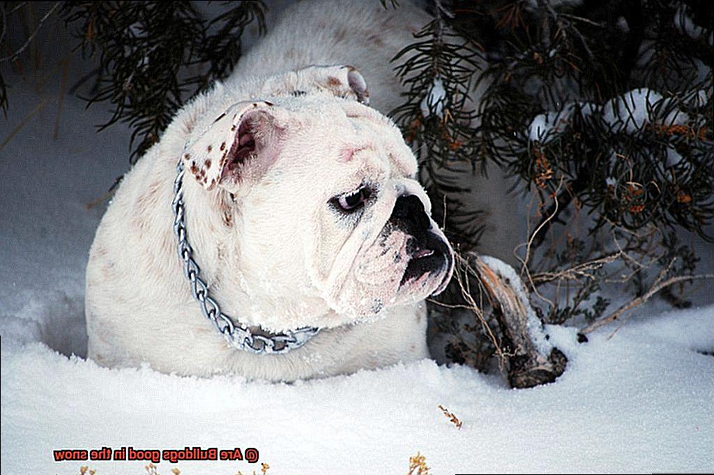 Are Bulldogs good in the snow-5