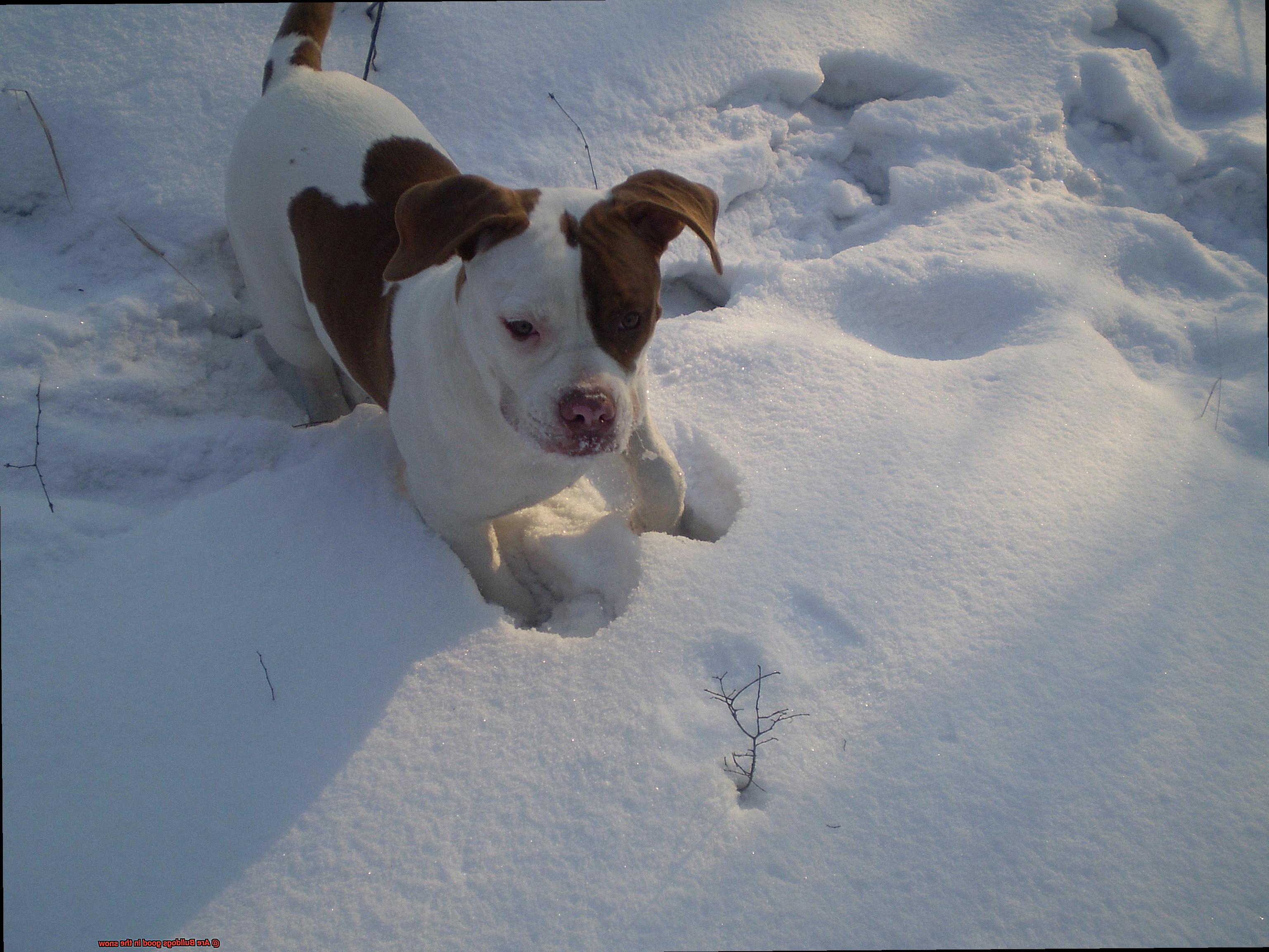 Are Bulldogs good in the snow-8