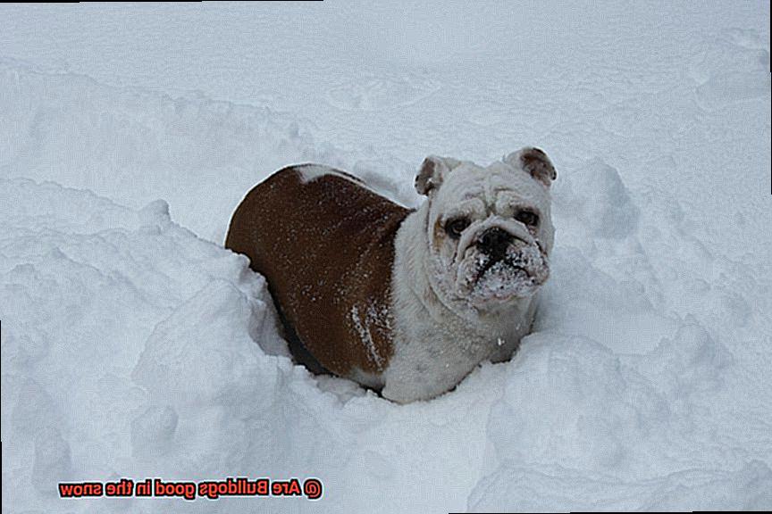 Are Bulldogs good in the snow-6